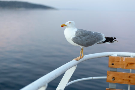Large seagull on sunset sky background, close-up portraitの写真素材