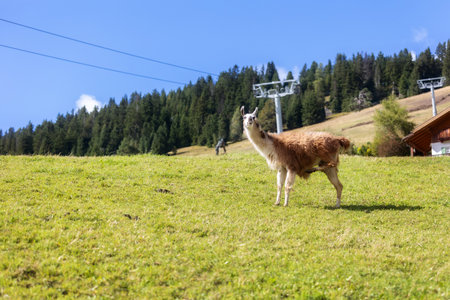 Beautiful landscape with mountains and Alpaca at Alpe di Siusi in South tyrol, Dolomites, Italyの写真素材