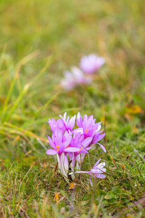 Purple autumn crocus or meadow saffron in green grass, close-upの写真素材