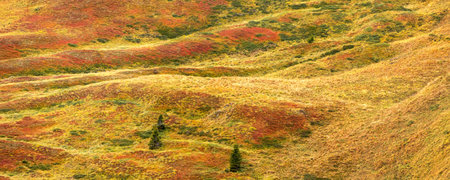Amazing nature banner landscape, autumn colorful plants on the hills of Sella pass, Dolomites, Italyの写真素材