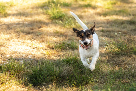 Close-up portrait of a cute happy dog jack russell terrier playing in park outdoors, runningの写真素材