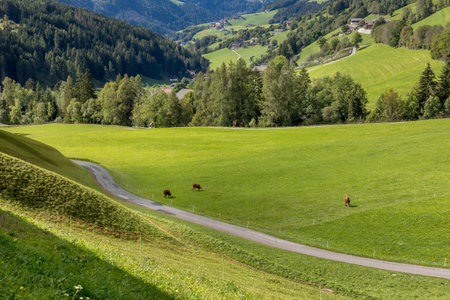 Few cows eating grass on a green alpine pasture meadow, European Alps backgroundの写真素材