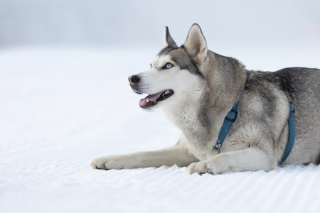 Purebred Husky dog portrait, lying down in snow and smilingの写真素材