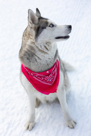 Purebred Husky dog portrait with red scarf, sitting in snow looking asideの写真素材