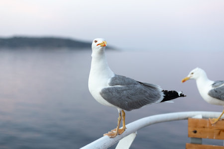 Large seagull on sunset sky background, close-up portraitの写真素材