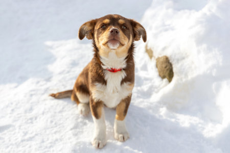 Brown and white mutt puppy dog sitting outdoor in the snow, nose looking up. Mix Breed