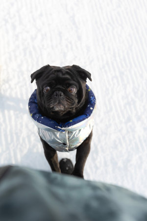Black pug looking up standing, wearing dog coat outdoors, snow winterの写真素材