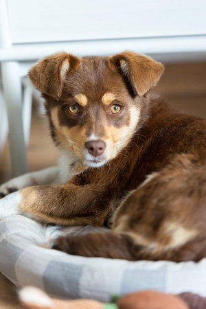 Brown mutt puppy lying down in a cozy dog bed, looking at cameraの写真素材
