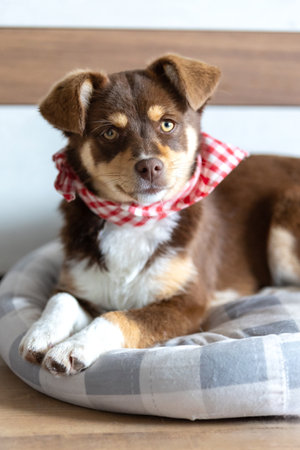 Brown mutt puppy lying down in a cozy dog bed, looking at cameraの写真素材