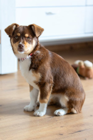 Brown mutt puppy sitting on the floor indoors, toy behind, looking at cameraの写真素材