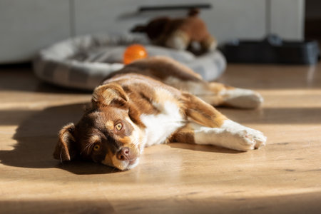 Brown mutt puppy lying on the floor indoors, toy behind, looking at cameraの写真素材