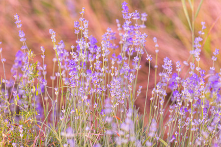 Lavender purple flowers close-up on a blurred background, fieldの写真素材