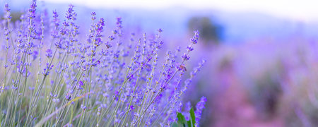 Lavender purple flowers close-up on sky background, summer field bannerの写真素材