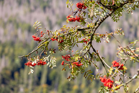 Close-up branches with red rowan berriesの写真素材