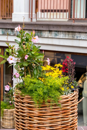 beautiful blooming flowers in flowerpots, street decorationの写真素材