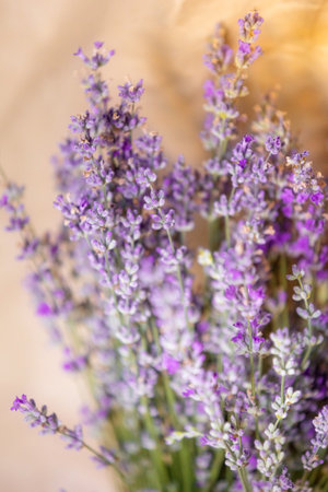 Lavender flowers close-up view. Aromatherapy poster with copy spaceの写真素材