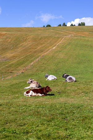 Cows resting on green grass pastureの写真素材