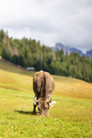 Cow eating grass on a green pastureの写真素材