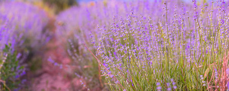 Violet purple lavender field close-up banner. Flowers selective focus, blur backgroundの写真素材
