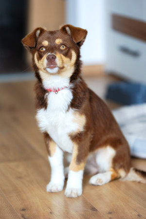 Brown and white mixed breed mutt puppy dog sitting in the room indoorsの写真素材