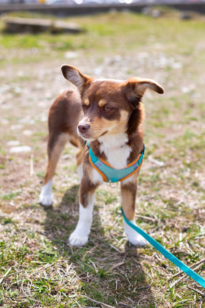 Brown and white mutt puppy dog stand outdoor. Mix Breedの写真素材