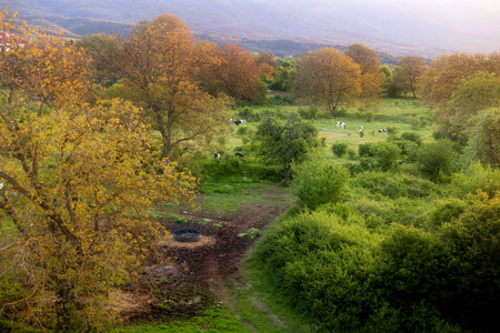 Beautiful spring landscape at sunset with cowsの写真素材