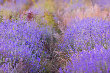 Purple lavender field close-upの写真素材