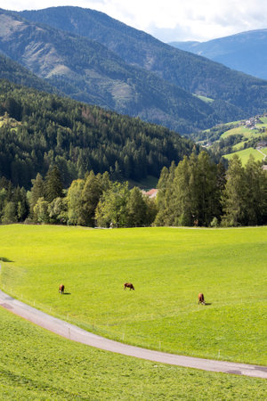 Few cows eating grass on a green alpine pasture meadow, European Alps backgroundの写真素材