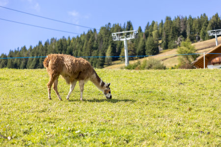 Beautiful landscape with mountains and Alpaca or llama at Alpe di Siusi in South tyrol, Dolomites, Italyの写真素材