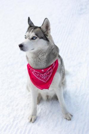 Husky dog with red scarf close-up, sittingの写真素材