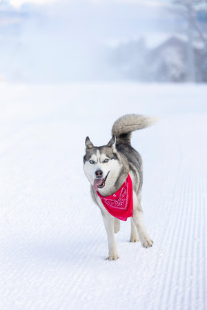 Siberian Husky dog running, winter snow
