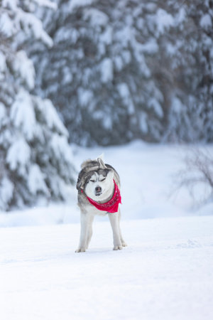 Dog shaking off snow. Funny husky in winterの写真素材