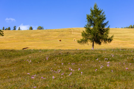 Brown cow eating grass on a green alpine pasture, forest and meadows, European Alps backgroundの写真素材