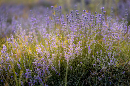 Purple lavender field close-upの写真素材