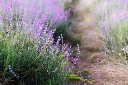 Lavender flowers close-up on blurred backgroundの写真素材