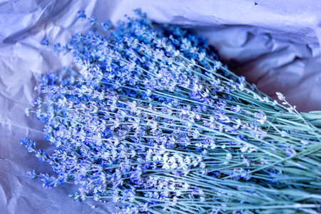 Fresh lavender wrapped in a sheet of paperの写真素材