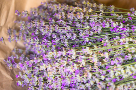 Fresh lavender wrapped in a sheet of paperの写真素材