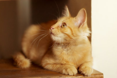 Portrait of Playful Ginger cat on the staircaseの写真素材