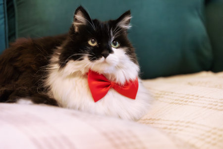Cute cat with red bow tie on the sofa, close-upの写真素材
