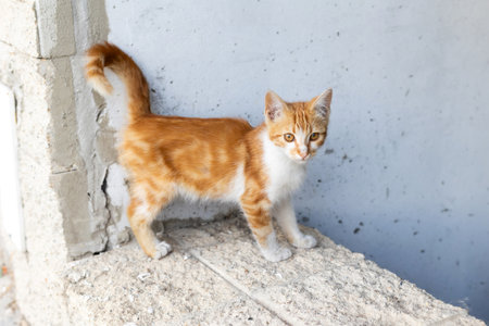 Small stray kitten, ginger and white on the streetの写真素材