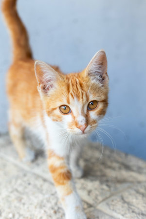 Small stray kitten, ginger and white on the streetの写真素材