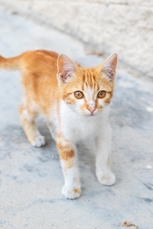 Small stray kitten, ginger and white on the streetの写真素材