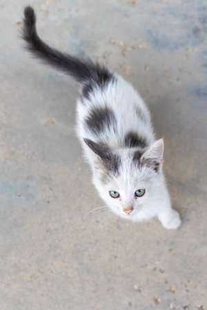 Small street kitten white with gray spotの写真素材