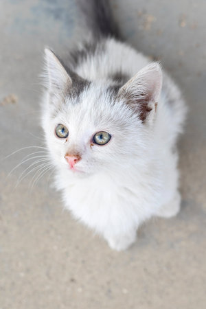 Small street kitten white with gray spotの写真素材