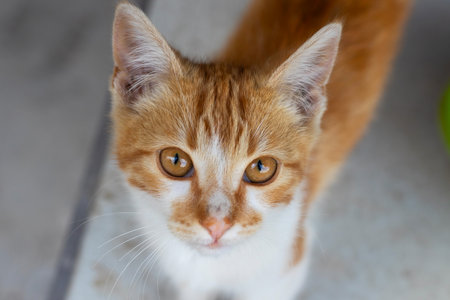 Small stray kitten, ginger and white close-up faceの写真素材