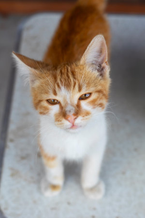 squinting small ginger and white stray kittenの写真素材