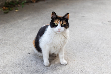 Tricolor street cat close-up portrait outdoorsの写真素材