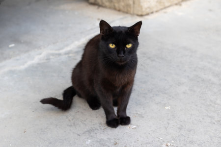 black street cat close-up portrait outdoorsの写真素材