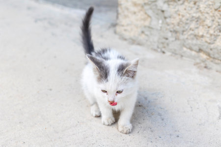 Small street kitten white with gray spotの写真素材