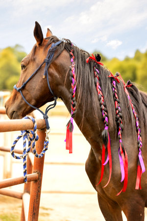 Brown horse portrait with colorful decorations close-upの写真素材